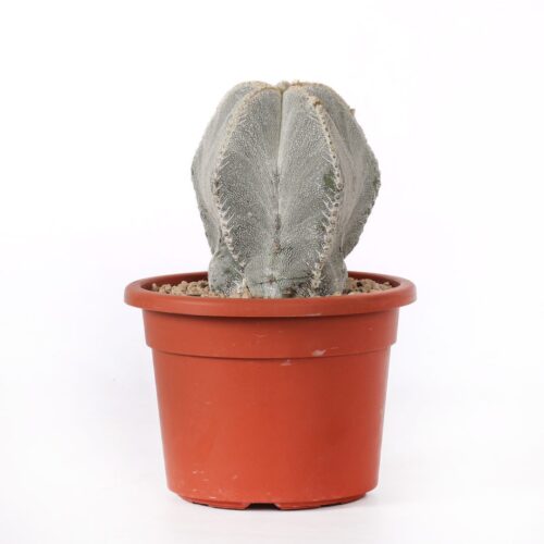 Astrophytum onzuka Ø 18 cm