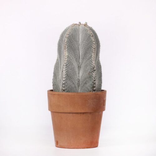 Astrophytum onzuka Ø 12 cm