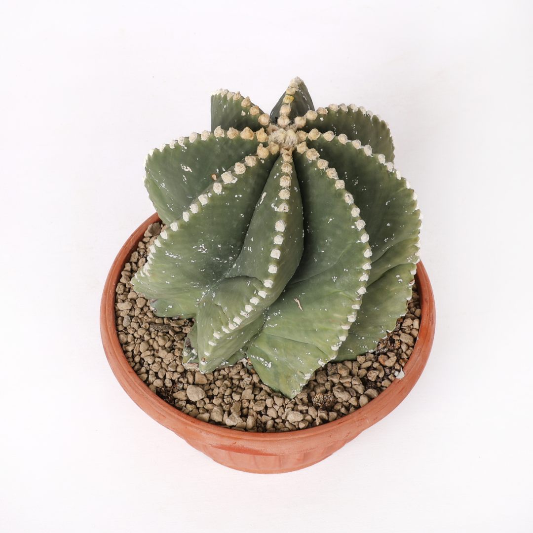 Astrophytum myriostigma Fukuryu Haku-Jo Ø 20 cm