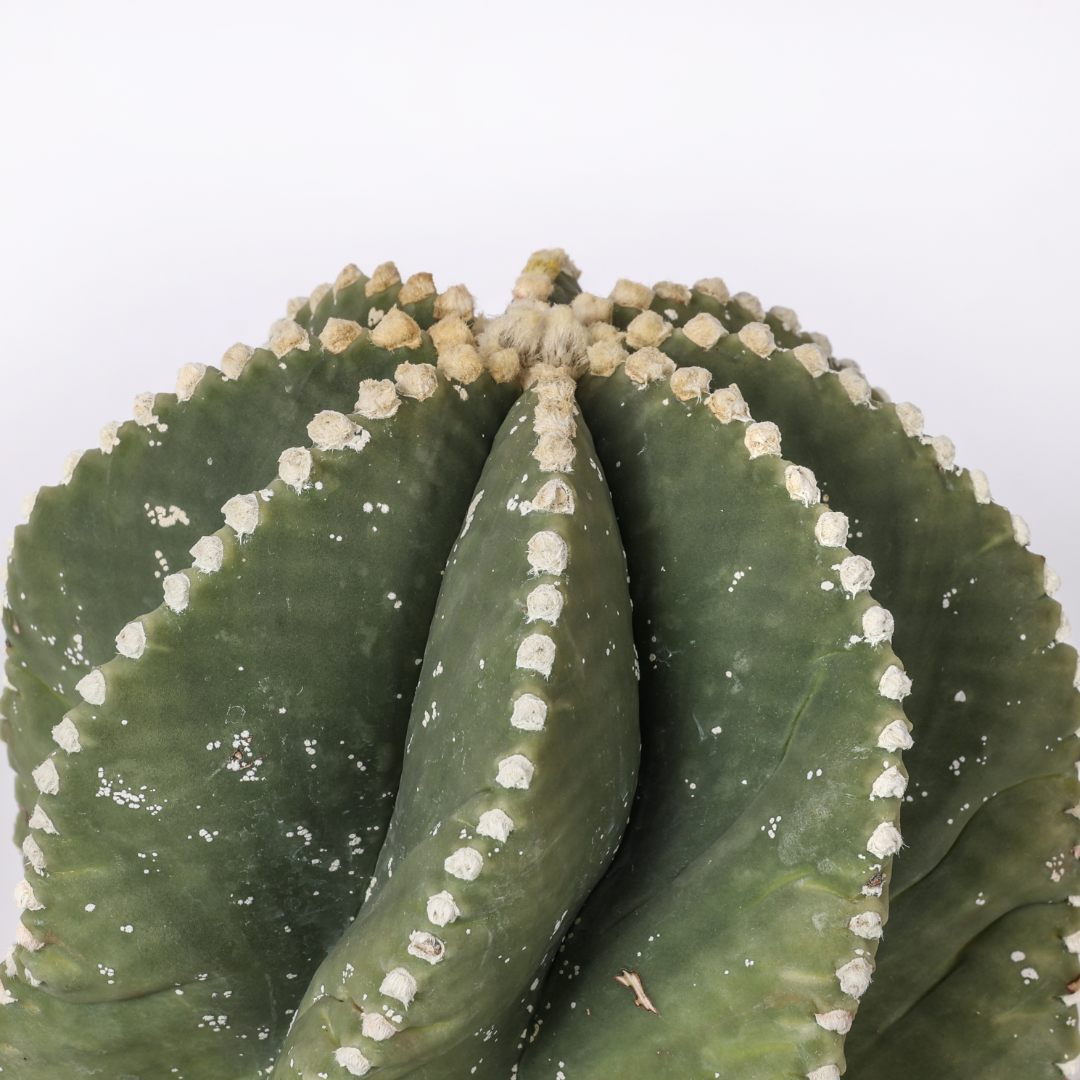 Astrophytum myriostigma Fukuryu Haku-Jo Ø 20 cm