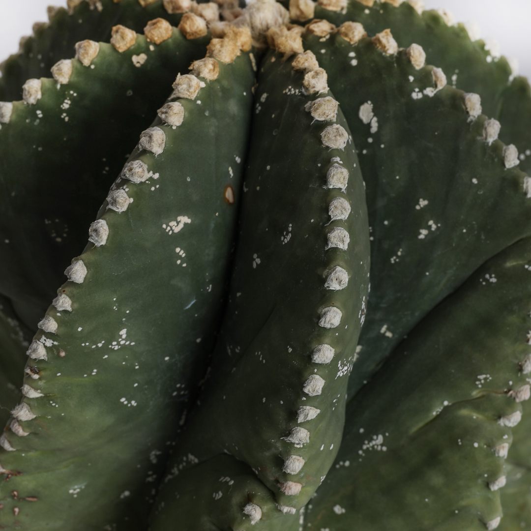 Astrophytum myriostigma Fukuryu Haku-Jo Ø 20 cm