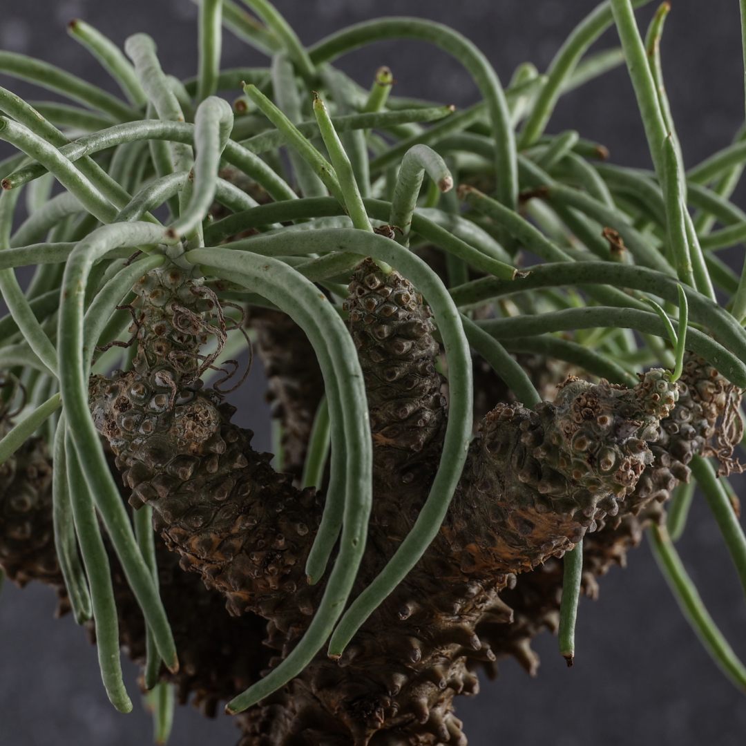 Tylecodon wallichii Ø 25 cm