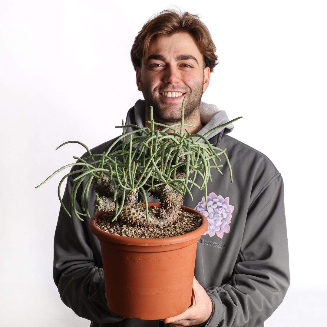 Tylecodon wallichii Ø 25 cm