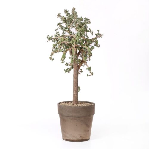 Portulacaria pygmaea Ø 21 cm