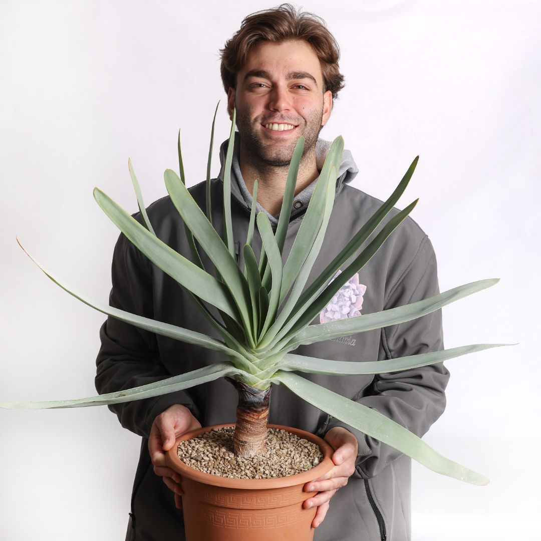 Aloe plicatilis Ø 25 cm