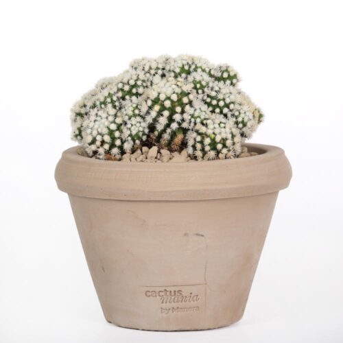 Mammillaria gracilis Oruga Ø 14