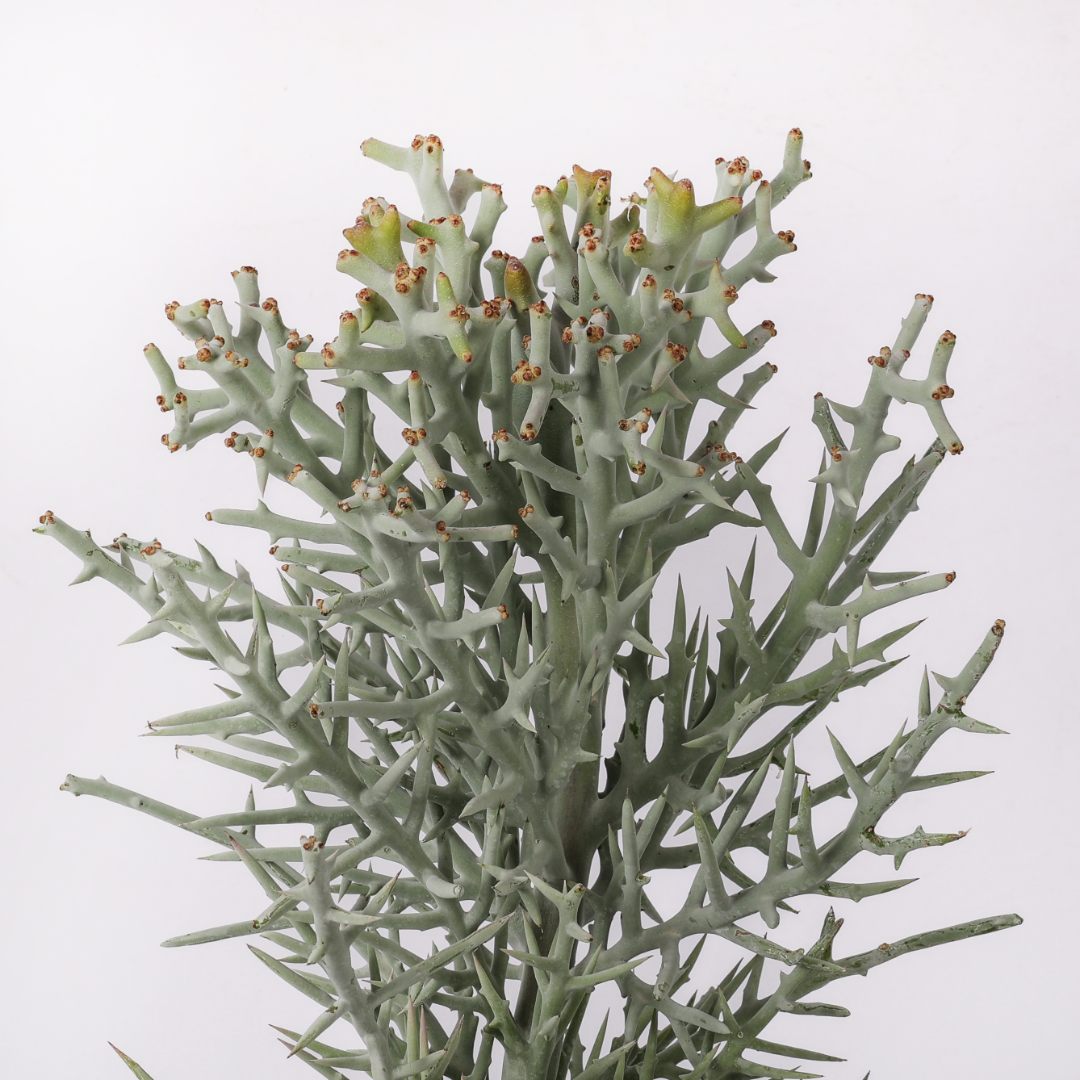 Euphorbia stenoclada Ø 25 cm