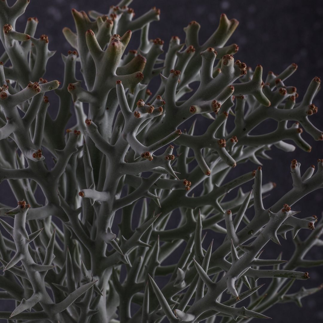 Euphorbia stenoclada Ø 25 cm