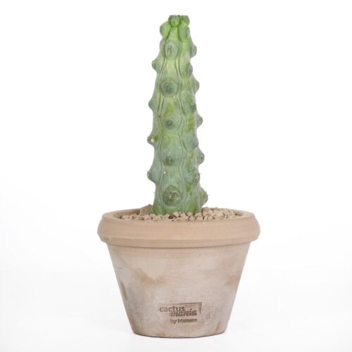 Myrtillocactus geometrizans Fukurokuryuzinboku Ø 14