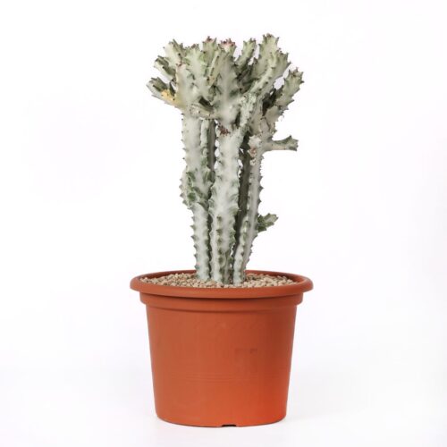 Euphorbia lactea ‘White Ghost’ Ø 25 cm