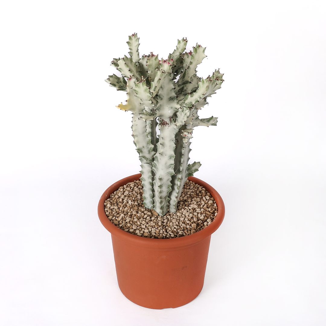 Euphorbia lactea ‘White Ghost’ Ø 25 cm