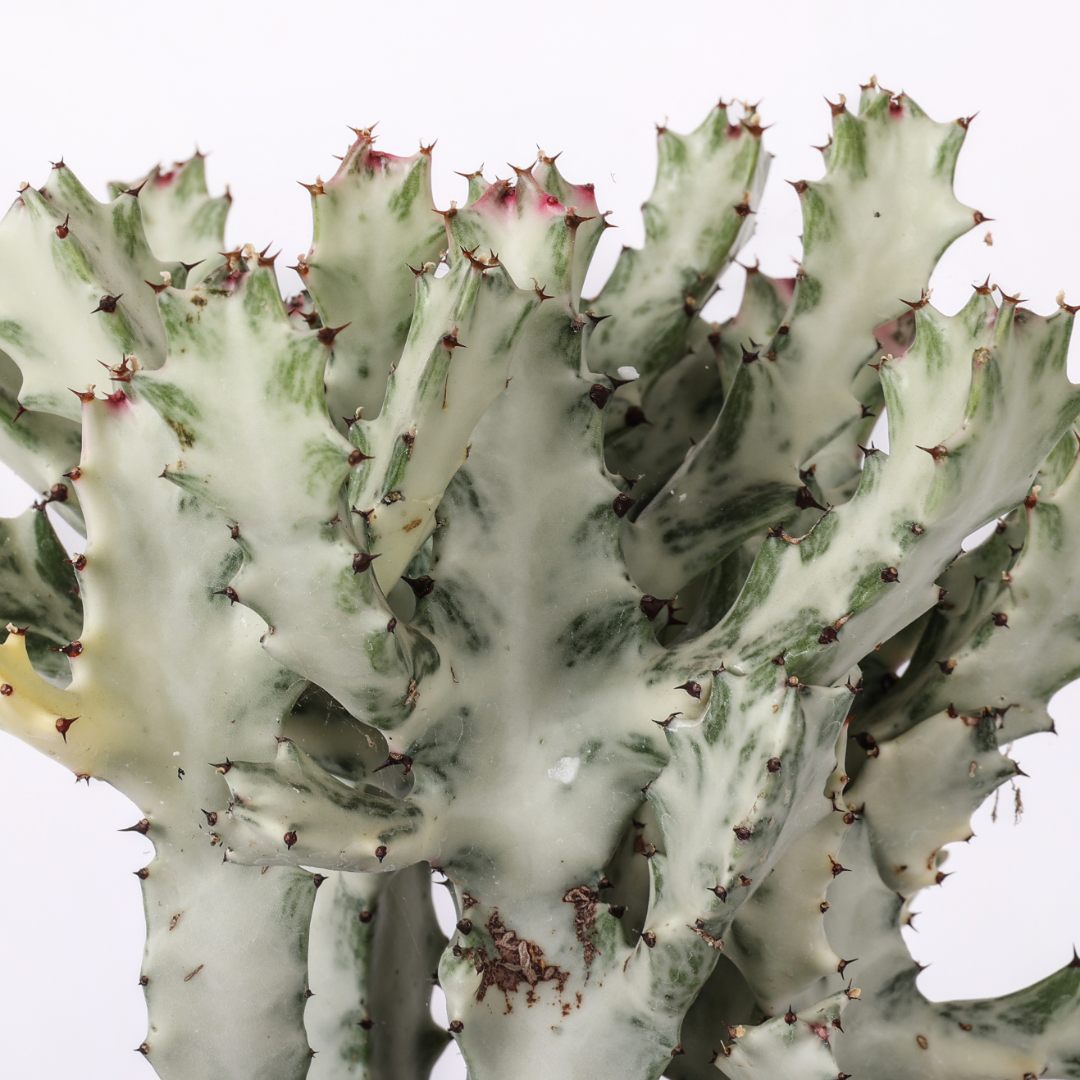 Euphorbia lactea ‘White Ghost’ Ø 25 cm