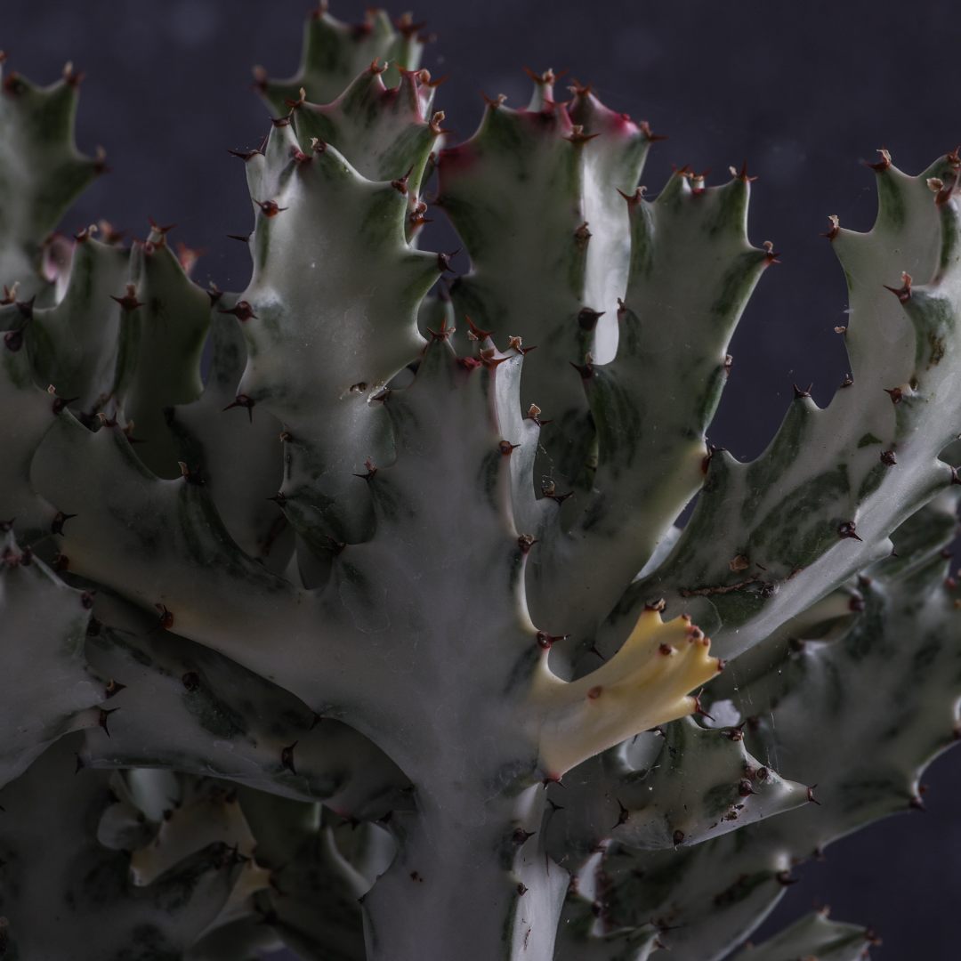 Euphorbia lactea ‘White Ghost’ Ø 25 cm