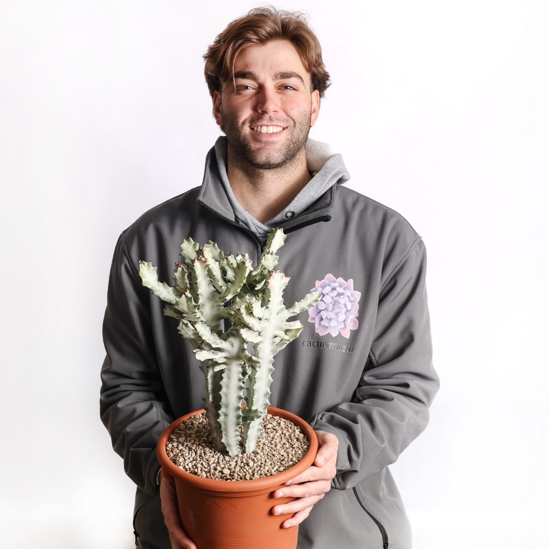 Euphorbia lactea ‘White Ghost’ Ø 25 cm