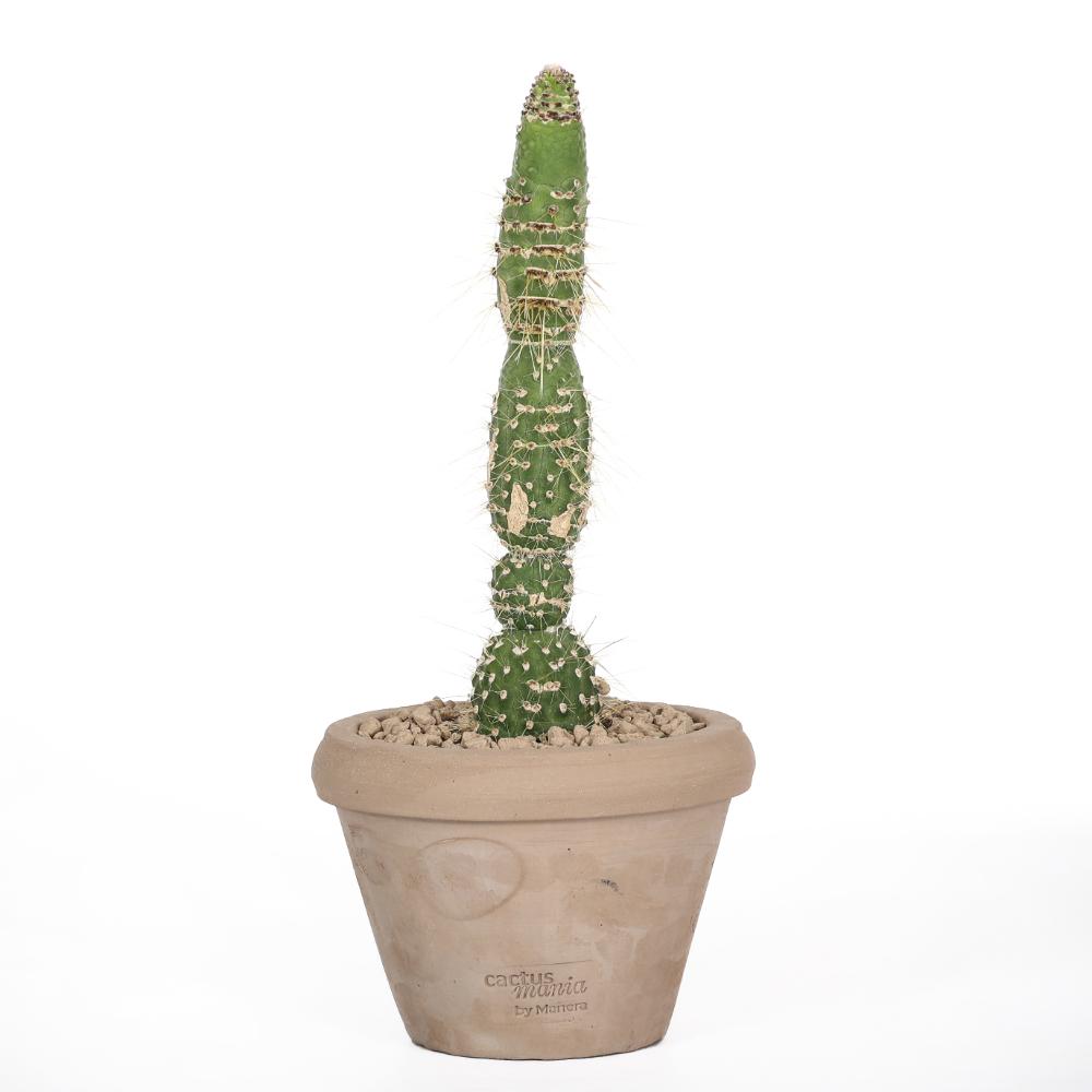 Cleistocactus jujuyensis f. mostruosa Ø 14