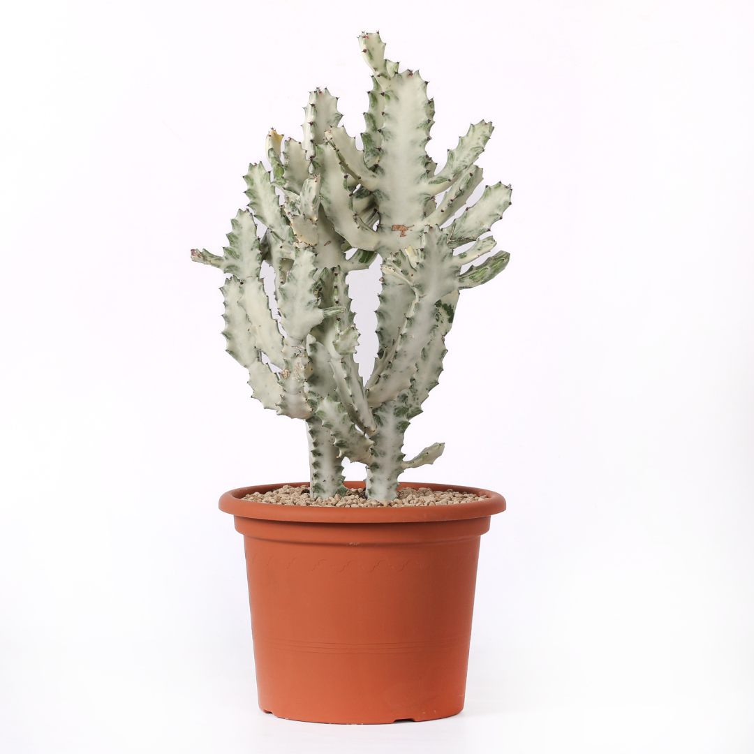 Euphorbia lactea 'White Ghost' Ø 25 cm