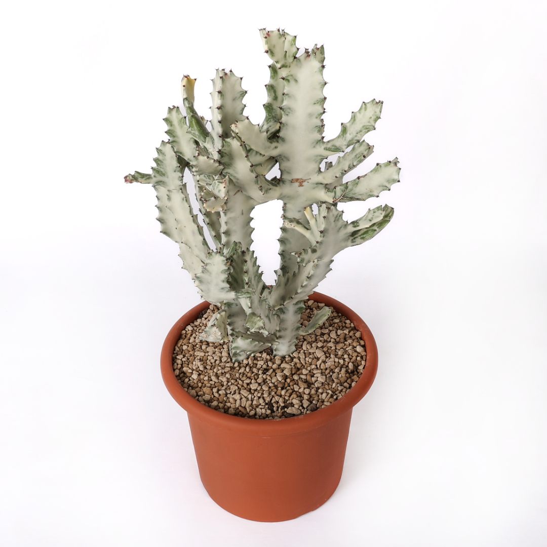 Euphorbia lactea 'White Ghost' Ø 25 cm