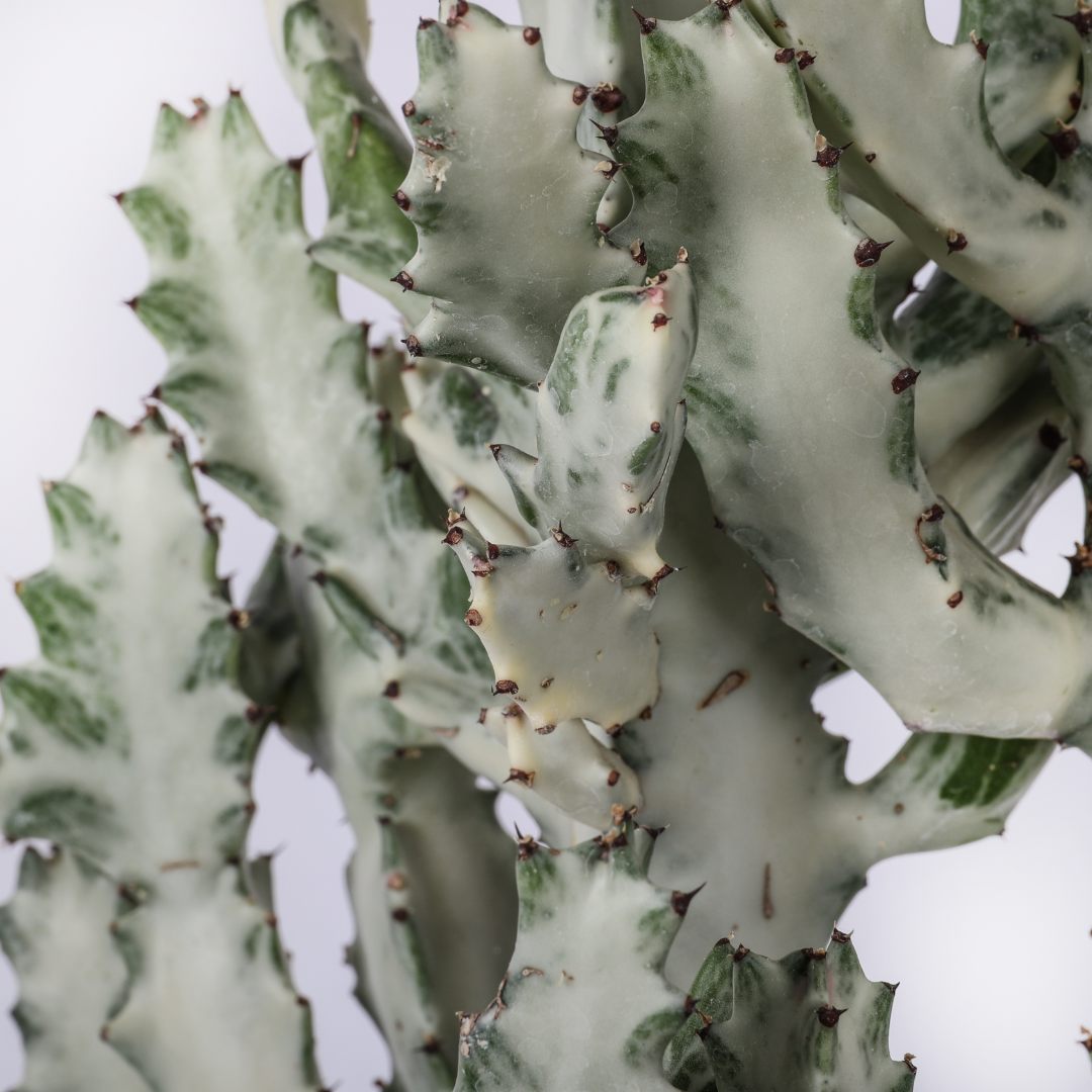Euphorbia lactea 'White Ghost' Ø 25 cm