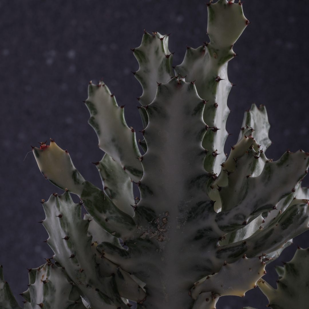 Euphorbia lactea 'White Ghost' Ø 25 cm