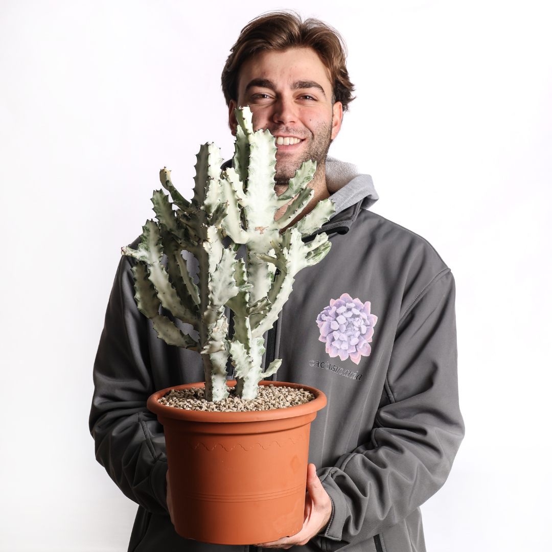 Euphorbia lactea 'White Ghost' Ø 25 cm