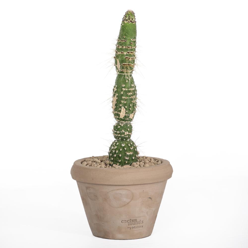 Cleistocactus jujuyensis f. mostruosa Ø 14