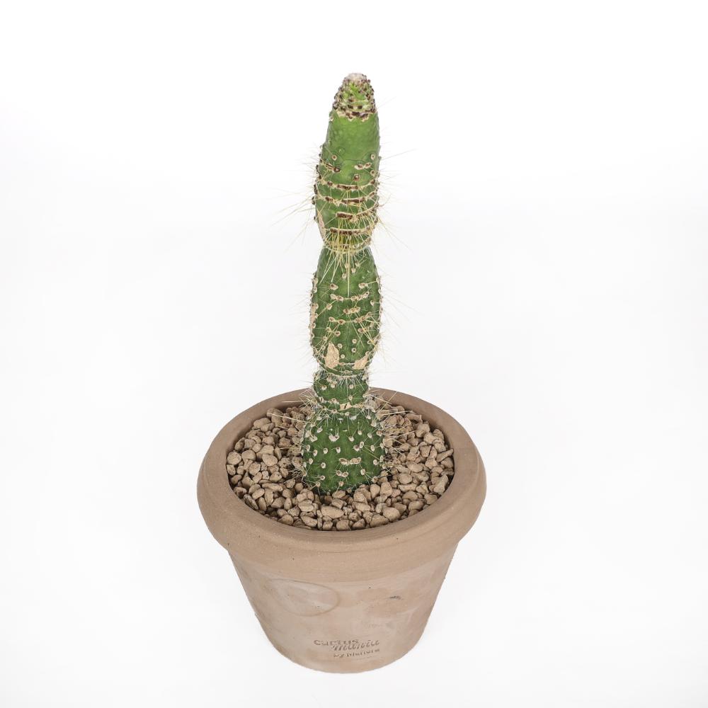 Cleistocactus jujuyensis f. mostruosa Ø 14