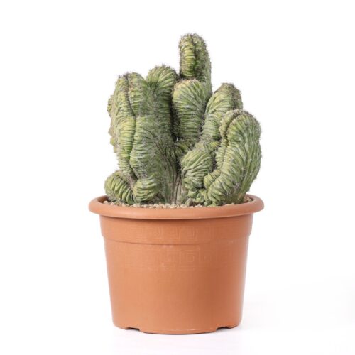 Polaskia chichipe crestata Ø 20 cm