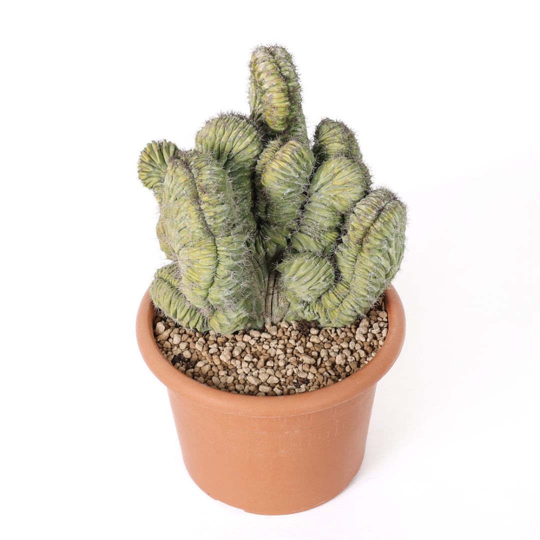 Polaskia chichipe crestata Ø 20 cm