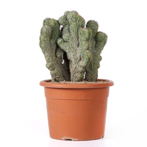 Polaskia chichipe crestata Ø 25 cm