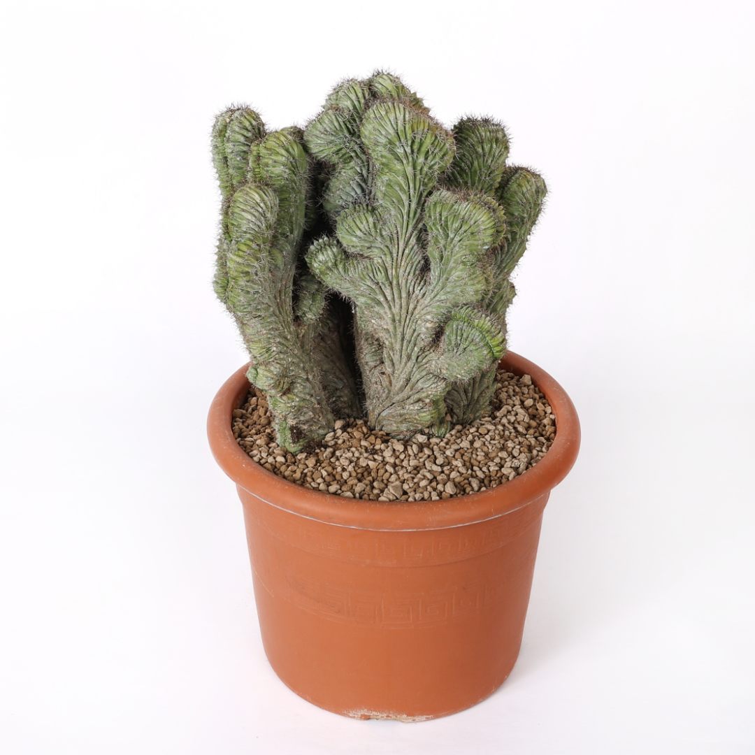 Polaskia chichipe crestata Ø 25 cm