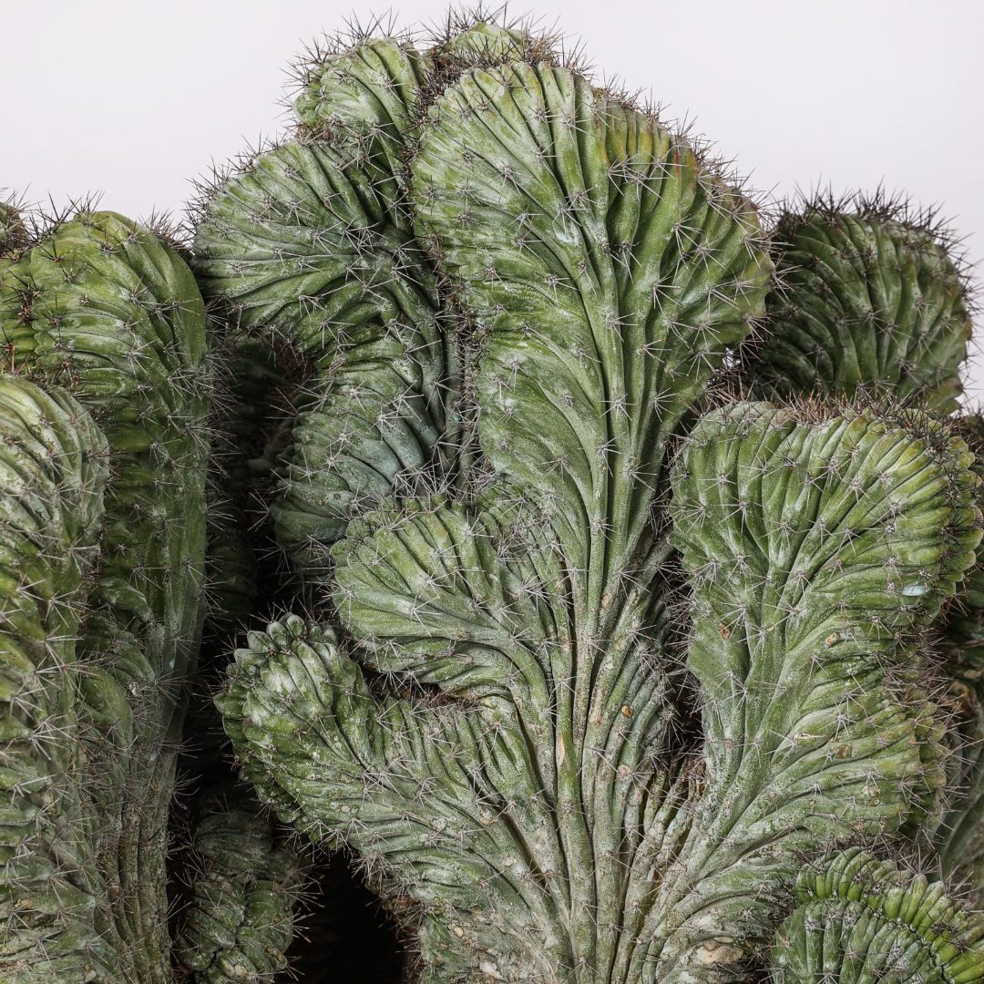 Polaskia chichipe crestata Ø 25 cm