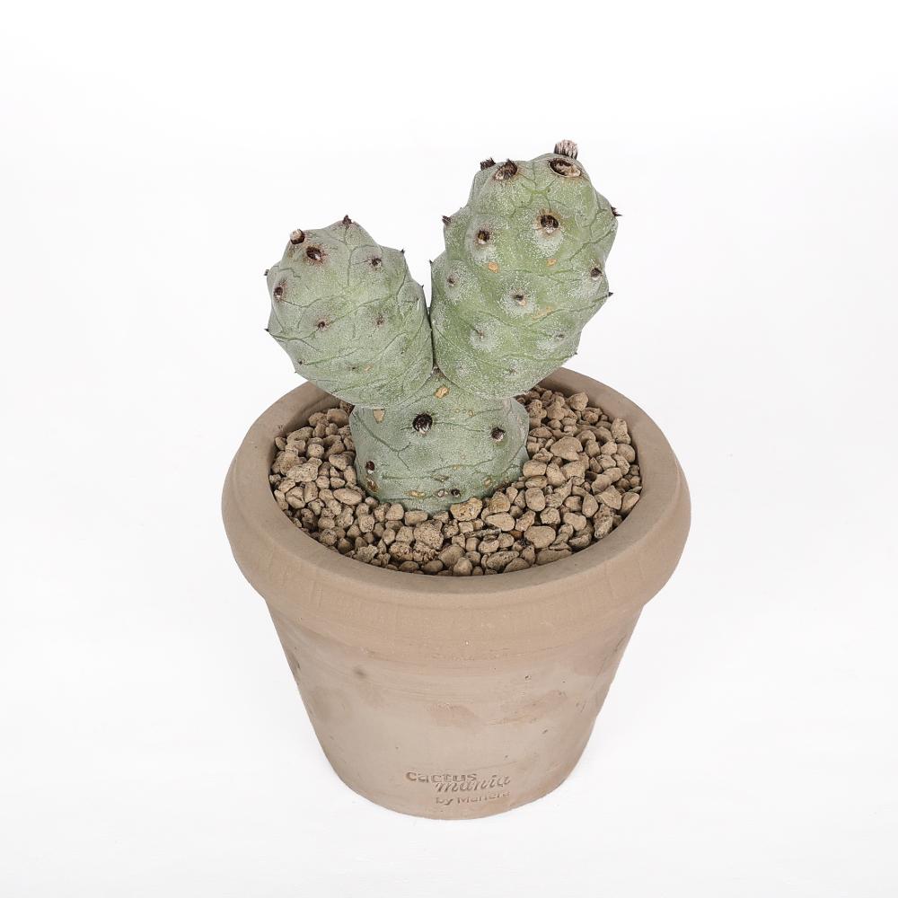 Tephrocactus articulatus v. calvus Ø 14