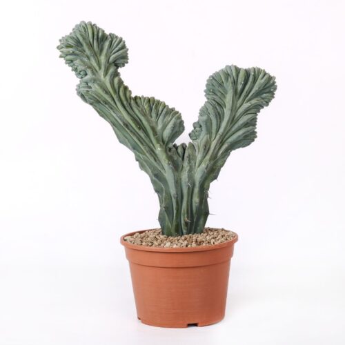 Myrtillocactus geometrizans crestato Ø 20 cm