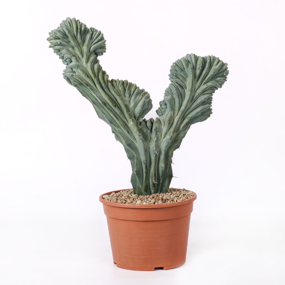 Myrtillocactus geometrizans crestato Ø 20 cm