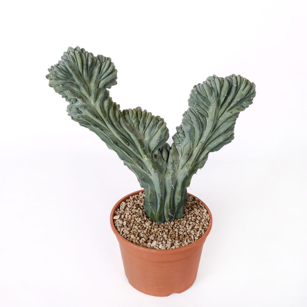 Myrtillocactus geometrizans crestato Ø 20 cm
