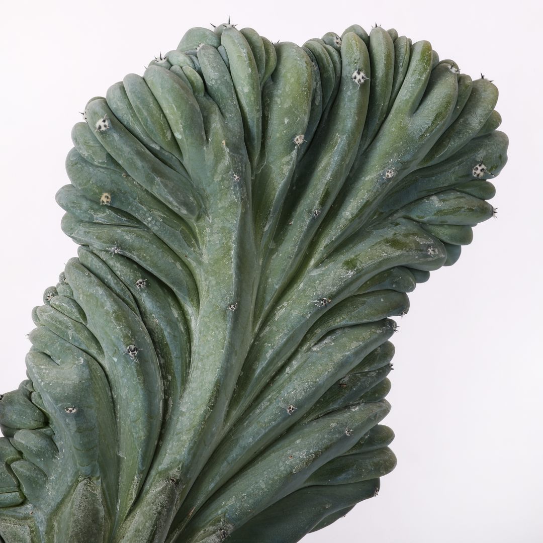 Myrtillocactus geometrizans crestato Ø 20 cm