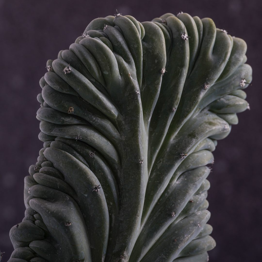 Myrtillocactus geometrizans crestato Ø 20 cm