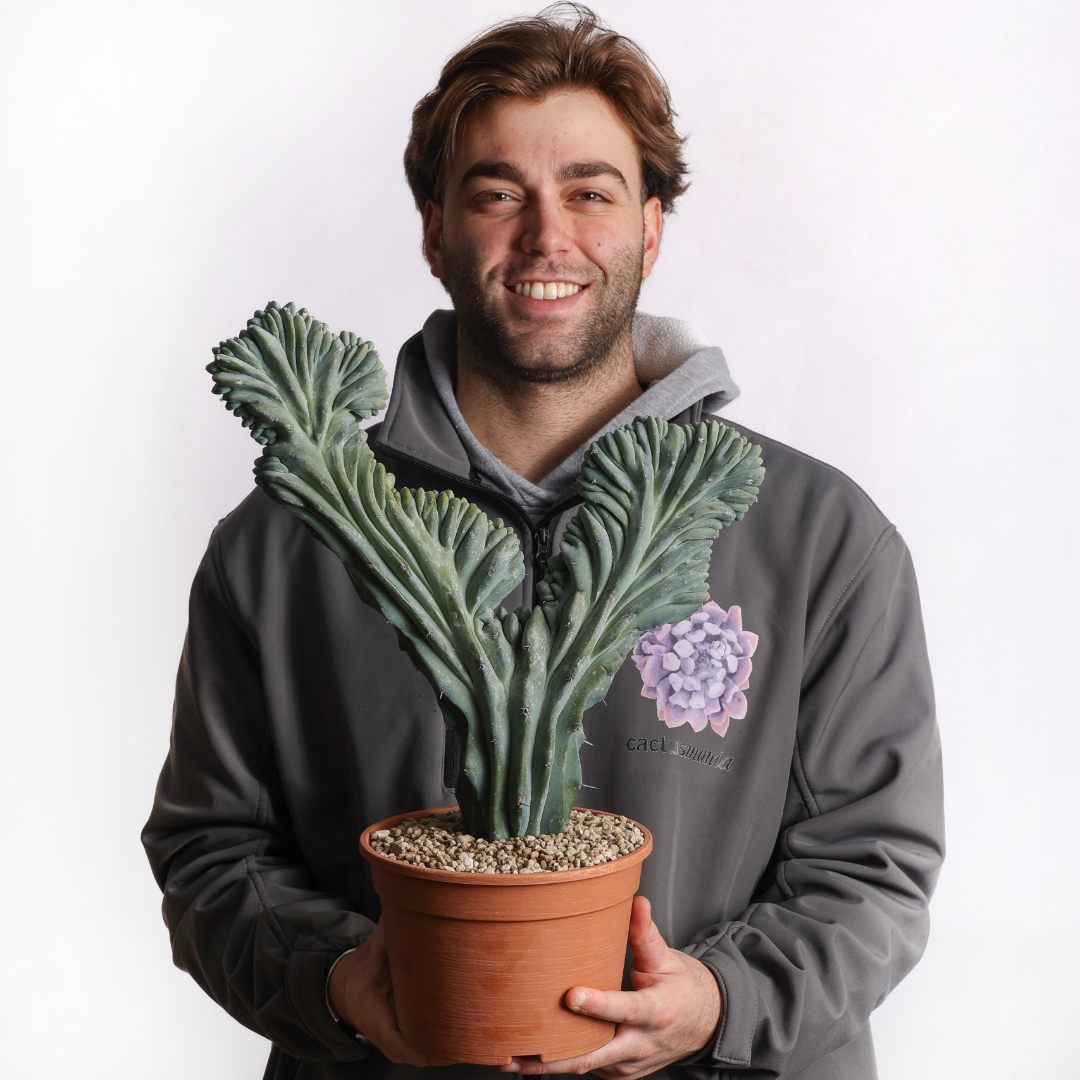 Myrtillocactus geometrizans crestato Ø 20 cm