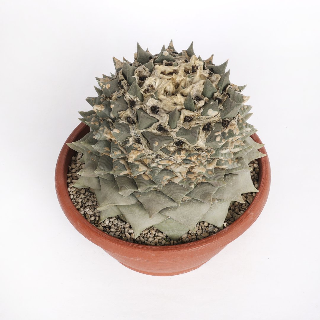 Ariocarpus retusus Tama Botan Frumdosus Ø 25 cm