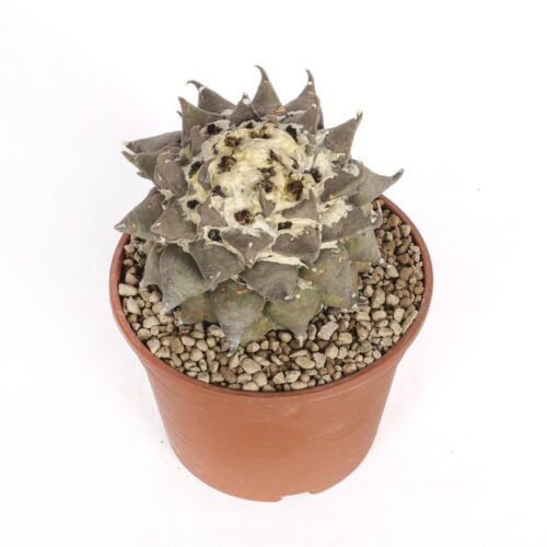 Ariocarpus confusus A. trigonus Rote Blute Ø 18 cm