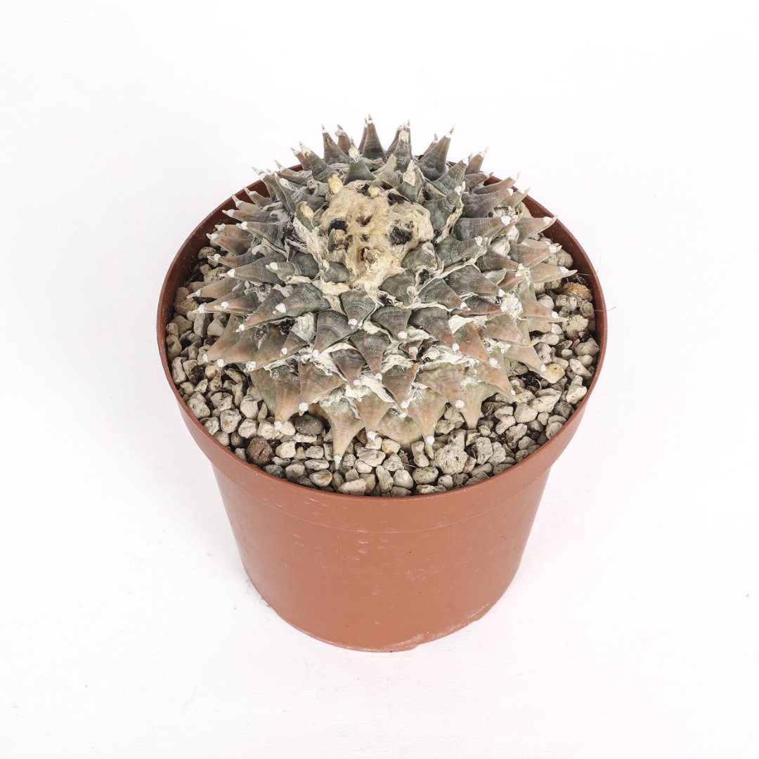 Ariocarpus retusus SB68 Ø 14 cm