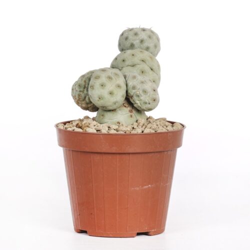 Tephrocactus geometricus crestato "4 palle" Ø 12 cm