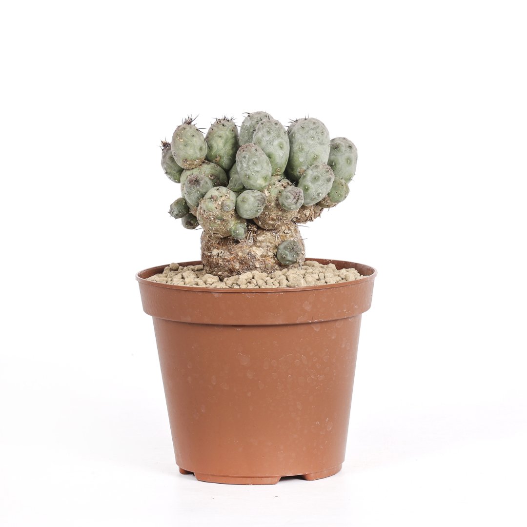 Tephrocactus geometricus mostruoso Ø 14 cm