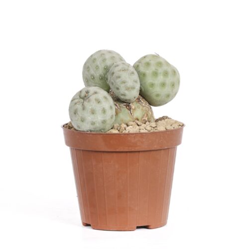 Tephrocactus geometricus crestato '5 palle' Ø 12 cm