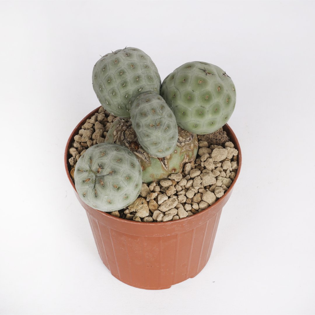 Tephrocactus geometricus crestato '5 palle' Ø 12 cm