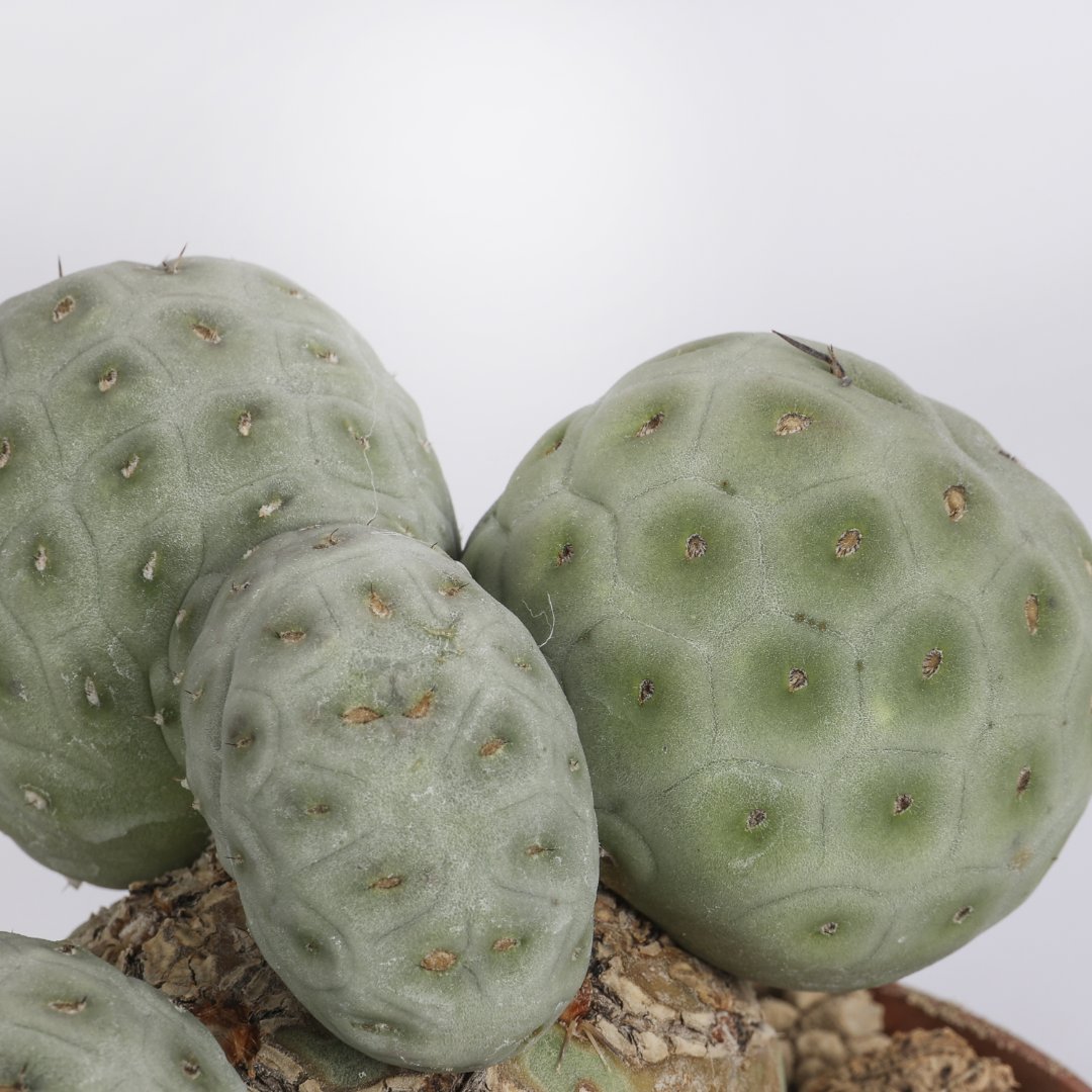 Tephrocactus geometricus crestato '5 palle' Ø 12 cm