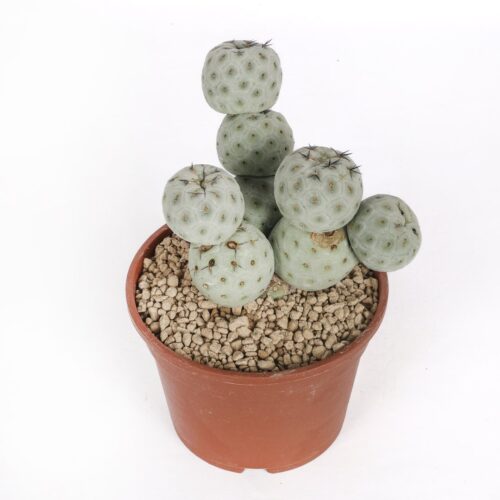 Tephrocactus geometricus "9 palle" Ø 16 cm