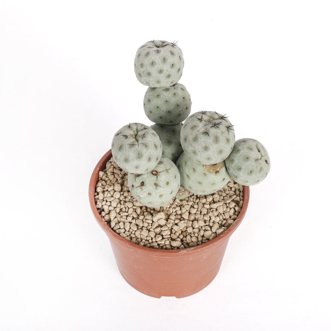 Tephrocactus geometricus "9 palle" Ø 16 cm
