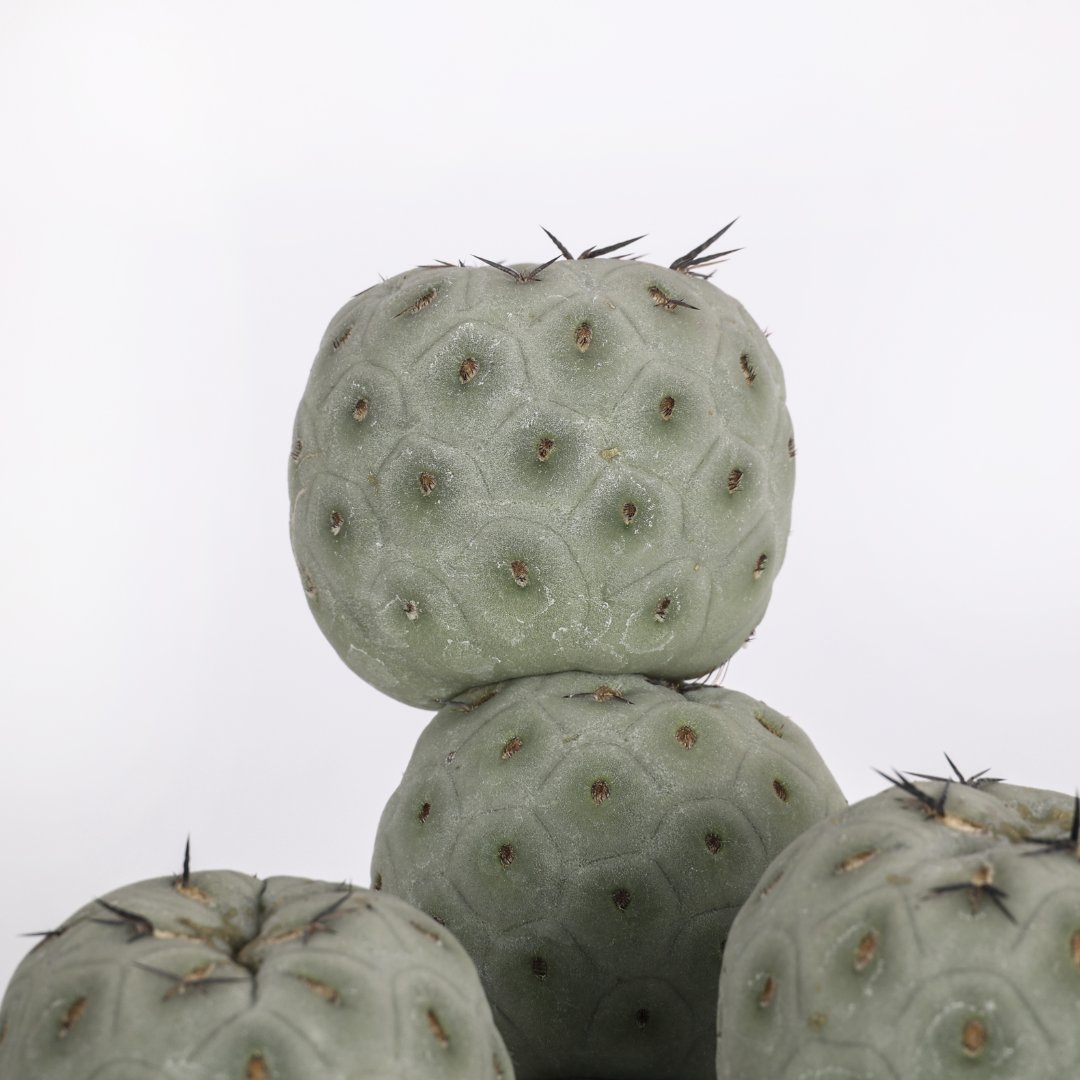 Tephrocactus geometricus "9 palle" Ø 16 cm