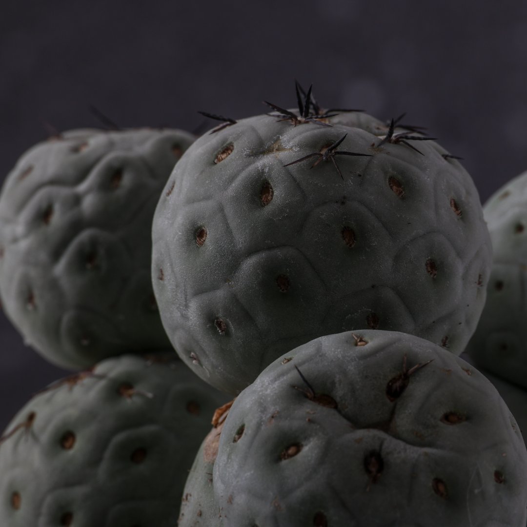 Tephrocactus geometricus "9 palle" Ø 16 cm